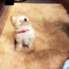 This puppy will do anything for a snack... Anything!