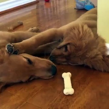 Two puppies learn that sharing is caring!