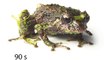 Pristimantis mutabilis - shape-shifting frog from Ecuador