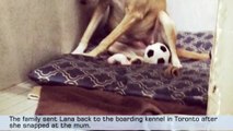 Lana, the saddest dog in the world returned to boarding kennel