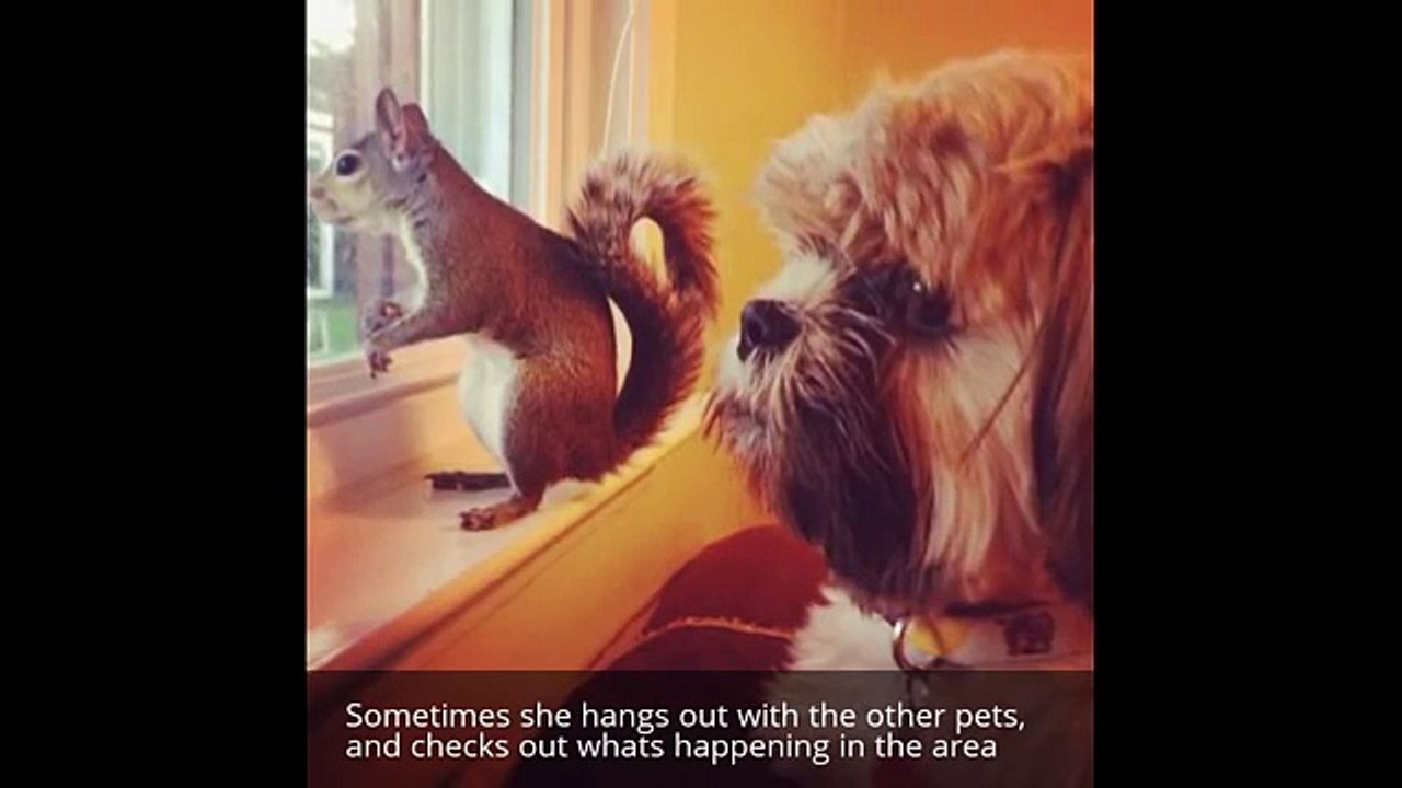 Meet Jill: the most famous pet squirrel on the Internet