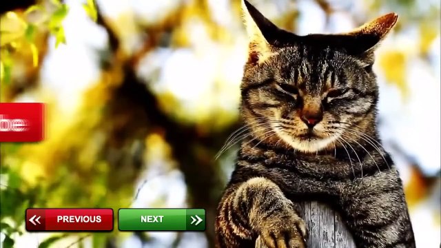 *NEW* German Shepherd Dog Best Funny Vines Compilation 2015 | GSD Are AMAZING !!