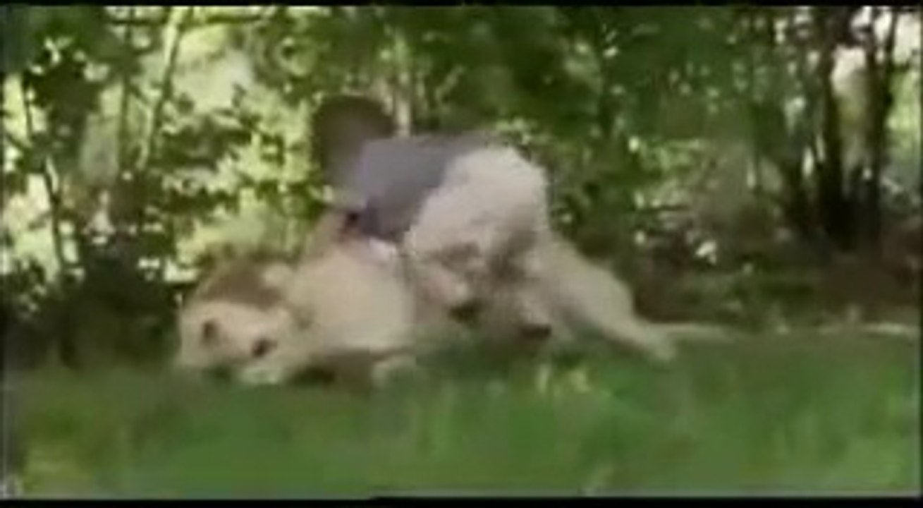 Amigo