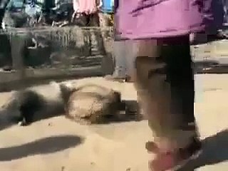 GIẾT THÚ LẤY DA LÀM ÁO ĐAU ĐỚN LẮM