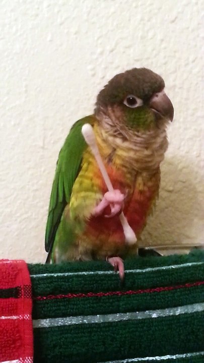 Bird Grooms Itself with Q-Tip