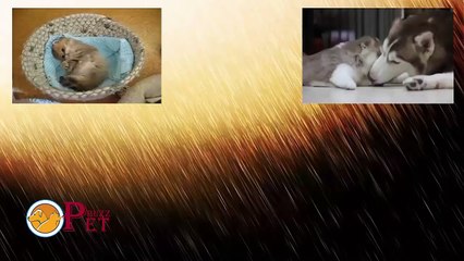 Funny cat and animal vines 1 ❤️❤️ Cat Videos ❤️❤️