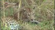 Leopards Island Special (National Geographic)