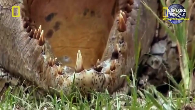 Animals Documentary - LION FAIL! TRIPS AND FALLS INTO RAVINE || National Geographic Documentary