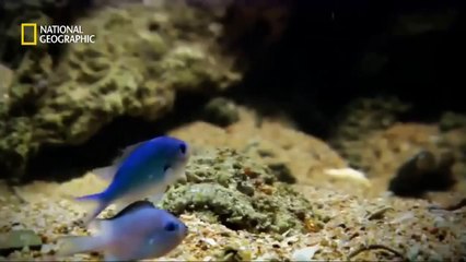 Journey To The Amazonia  / (National Geographic)