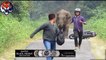 Elephants attacks human/car - Animals attack human - Animals attacks videos
