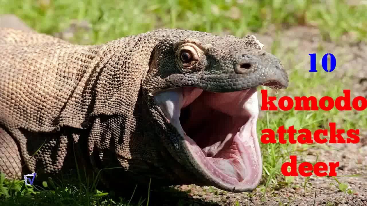 komodo dragon attack top 10 HD - video Dailymotion