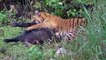 Tiger vs Boar   Wild Animal Attacks Fights to Death Videos