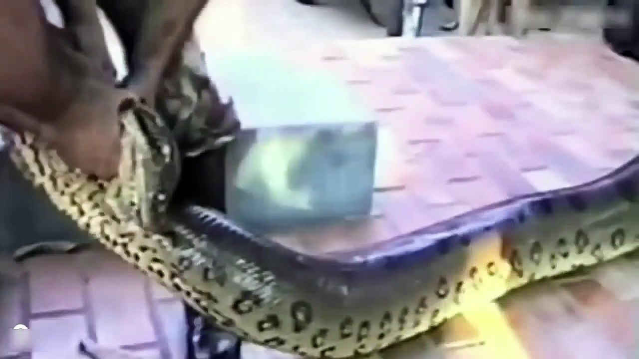 Anacondas against the man - Animals attack people.
