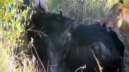 lion best attacks vs wolf best attacks ( show the difference ) HD