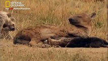 Lions Vs Hyenas Brutal War (National Geographic)