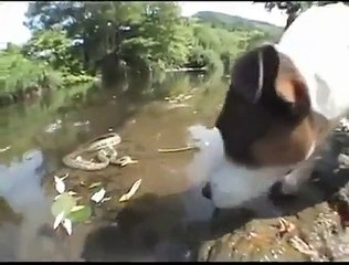 Dog vs. Snake HD 2015 Perro vs Serpiente