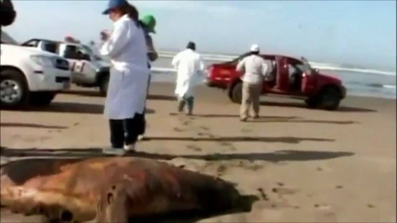 Dead Sea Animals Wash Up On Peruvian Coast