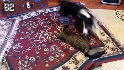 100 Hilarious Cats! | CatNips