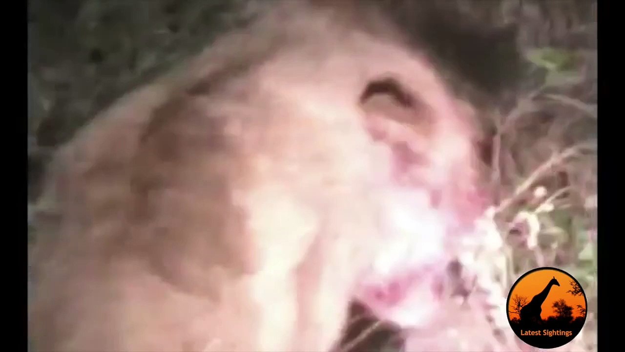 Pride of Lions Versus Hyenas - Latest Wildlife Sightings