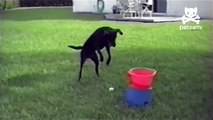 Dog loves automatic ball throwing machine!  how to housetrain a puppy,how to housebreak a