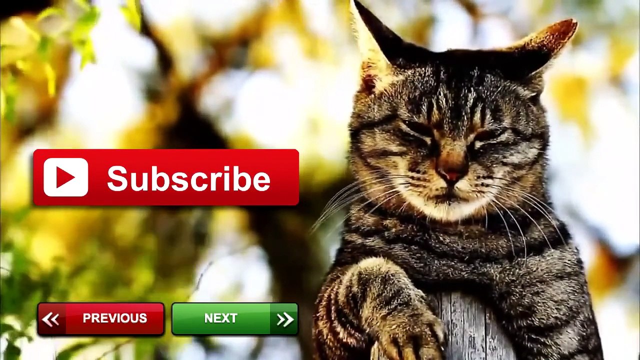 Crazy Funny Animals vs Mirrors Compilation 2014