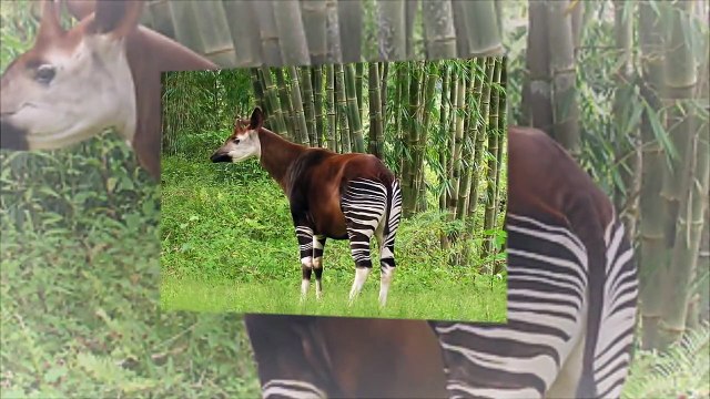 Малоизвестные Факты о окапи