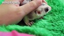 Baby Animals - A Cute Animal Videos Compilation 2016 (Funny Videos 720p)