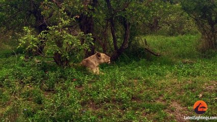 Lioness Reunites With Her Pride After Being Separated For Days