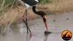 Saddle-Billed Stork Struggles to Swallow Fish, Perseverance is key! - Latest Wildlife Sightings
