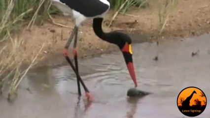 Saddle-Billed Stork Struggles to Swallow Fish, Perseverance is key! - Latest Wildlife Sightings