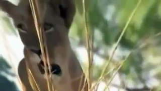 Lions vs Crocs Fear in the River Special Animal Documentary