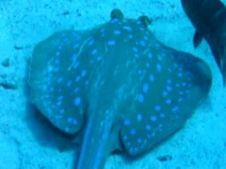 raie pastenague à point bleus