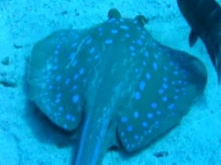 raie pastenague à point bleus