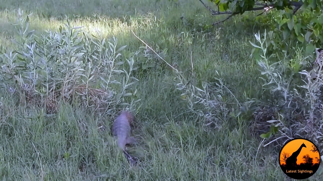 Monitor Lizard Tries To Give a Leopard a Slap - Latest Wildlife Sightings
