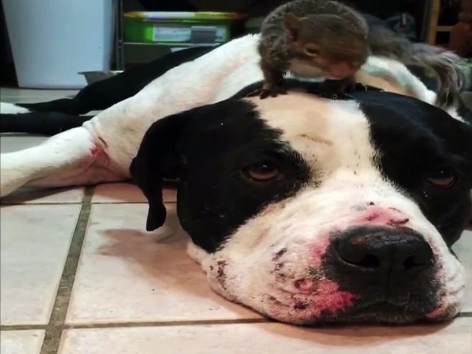 Dog Does not Like Cat Getting Near His Squirrel