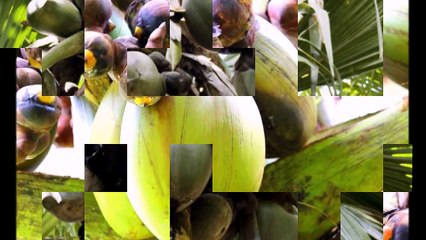 Интересные и Необычные Растения Сейшельская пальма или Лодоицея Мальдивская