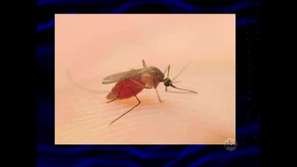 Saiba as diferenças entre o pernilongo e o Aedes Aegypti