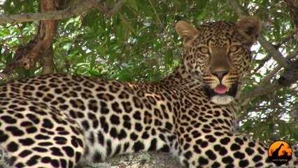 Just A Beautiful Leopard Sighting - 10 December 2012 - Latest Sightings