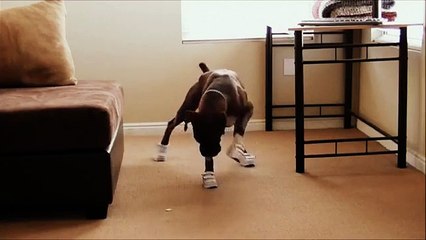 Boxer Dog Walks In Shoes
