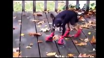 Funny Compilation - Cats and dogs walking awkwardly with shoes.