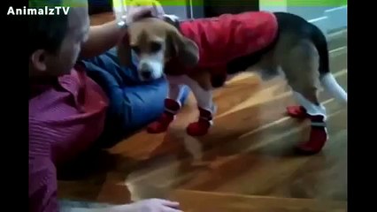 Funny Dogs In Shoes - Dogs Walking with Boots for the First Time Compilation