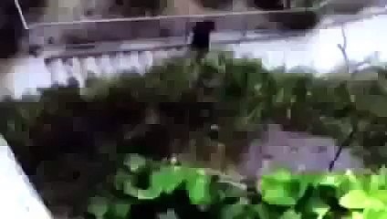 In Search of Mexico's 60 foot Black Demon Shark │Full Documentary