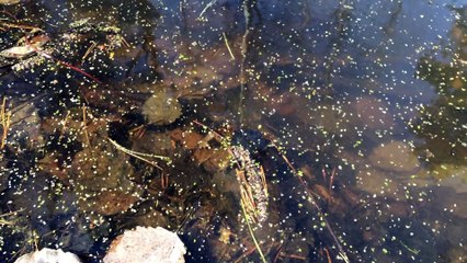 Early spring, amphibious activated