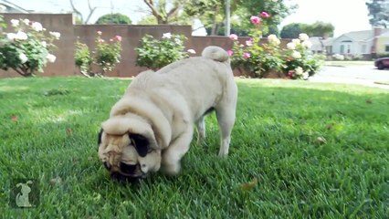 Hot Vet - Why does my dog eat poop?