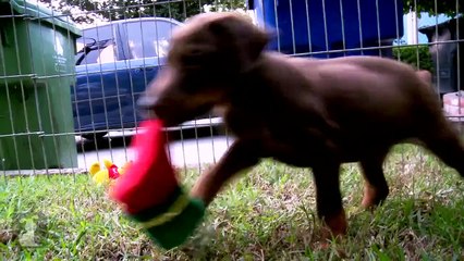 Doberman Puppies - Puppy Love