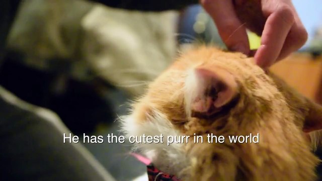 Le ronronnement de chat le plus adorable du monde