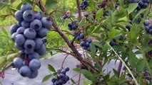 Ty Ty Nursery Buy Blueberry Plants - Viva. -