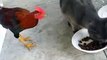 Cat and Hen Fighting Very Funny