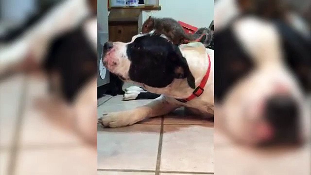 Dog Protects Squirrel on Head from Cat (Funny Videos 720p)