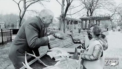 Thank You, Brookfield Zoo Volunteers!